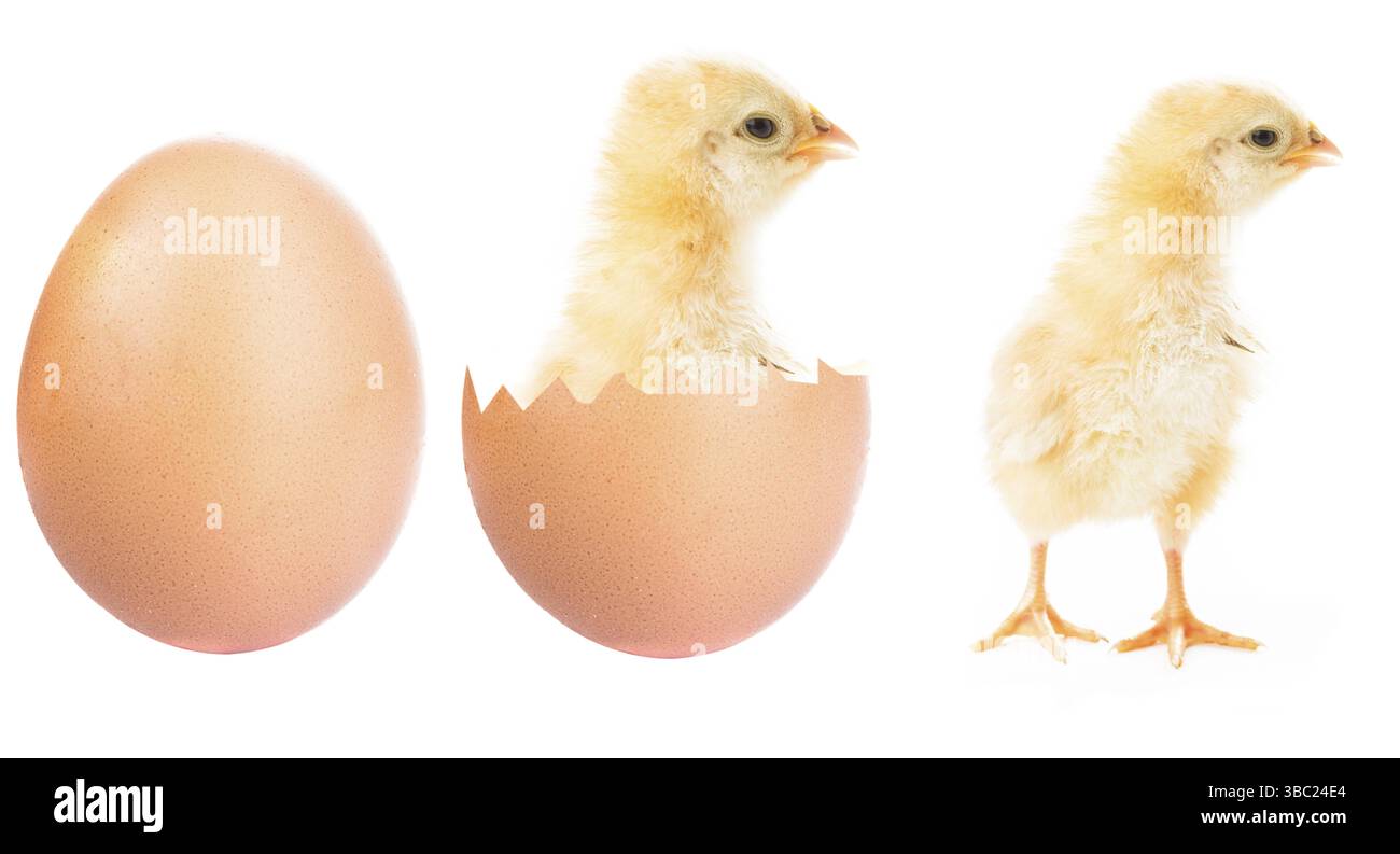 Petit poulet moelleux sortant d'un oeuf isolé sur fond blanc Banque D'Images Petit poulet moelleux sortant d'un oeuf isolé sur fond blanc Banque D'Images