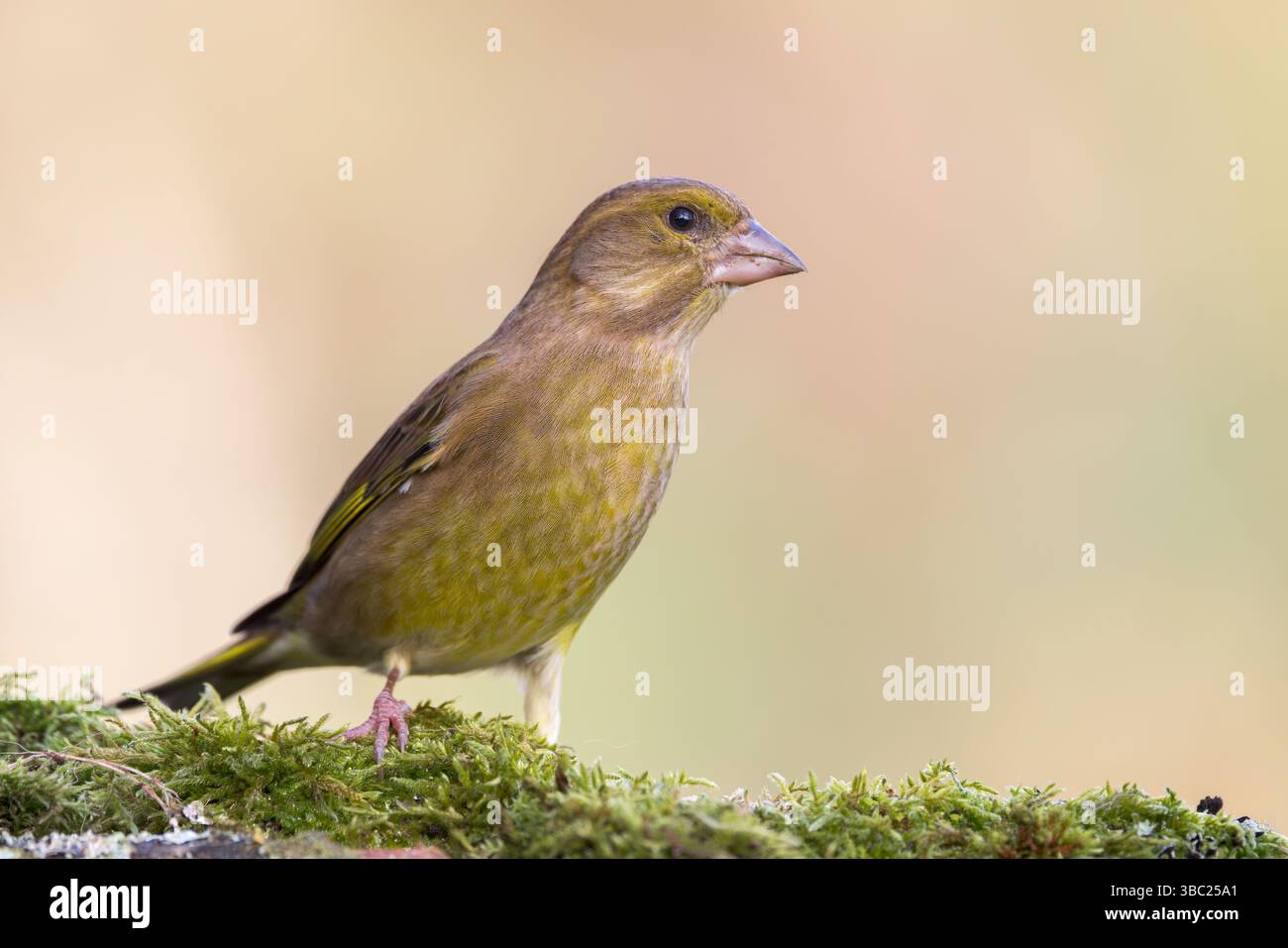 Greenfinch [ Chloris chloris ] sur branche moussue Banque D'Images