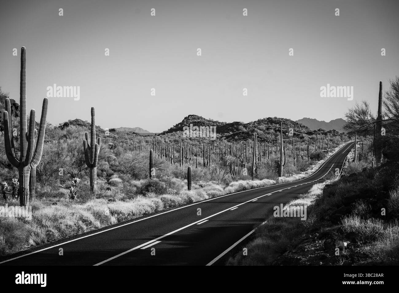 Cactus et Josué le long de la route 85 dans Organ Pipe Cactus National Monument. Autoroute désertique vide. Arizona États-Unis. Image en noir et blanc. Banque D'Images