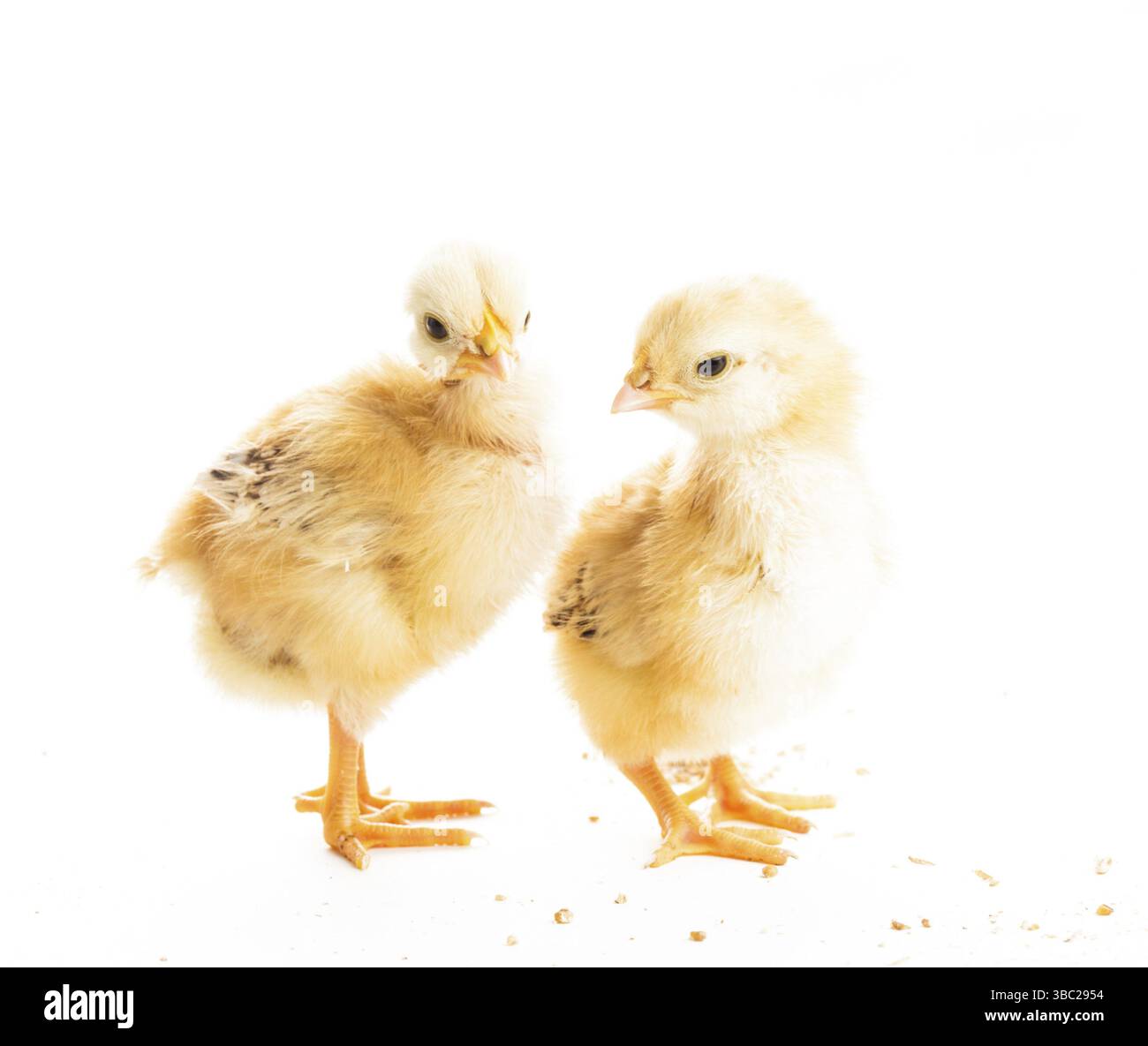 Deux poussins divers peck le millet, isolated on white Banque D'Images