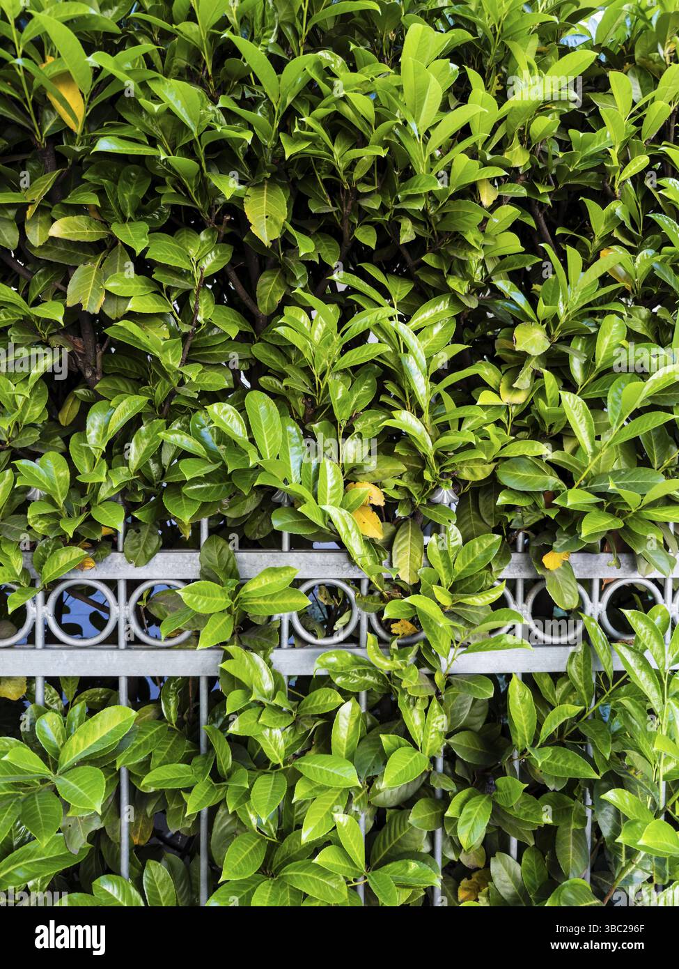 Haie de laurier cerisier à Duesseldorf, Allemagne, Europe Banque D'Images