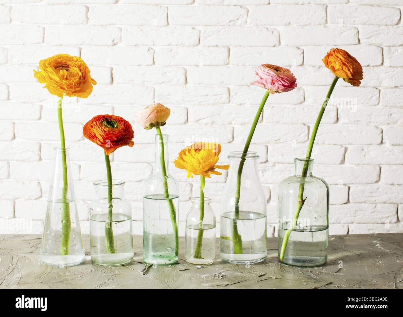 Une seule coupe de beurre ranunculus fleurs chacune dans une petite bouteille de verre sur fond blanc. Belles fleurs de printemps tendres dans des vases vintage Banque D'Images