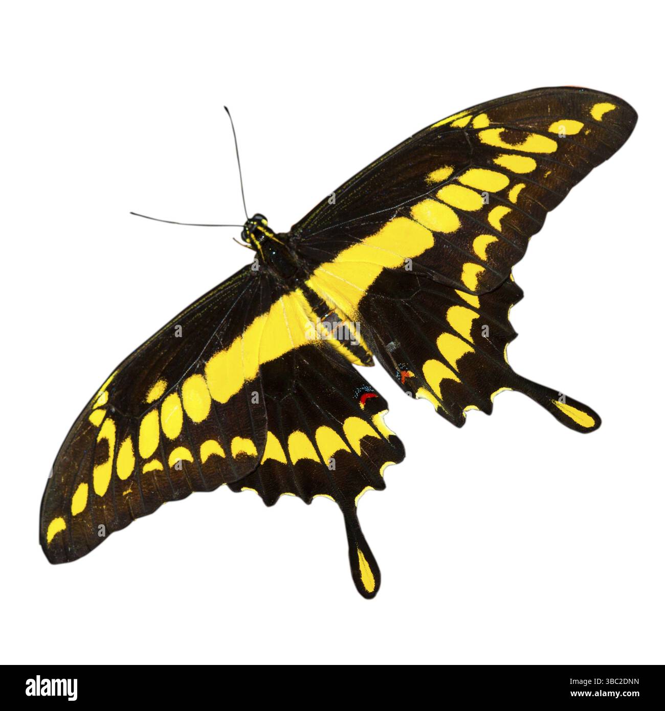 Jaune tropical et noir - papillon isolé sur fond blanc Banque D'Images