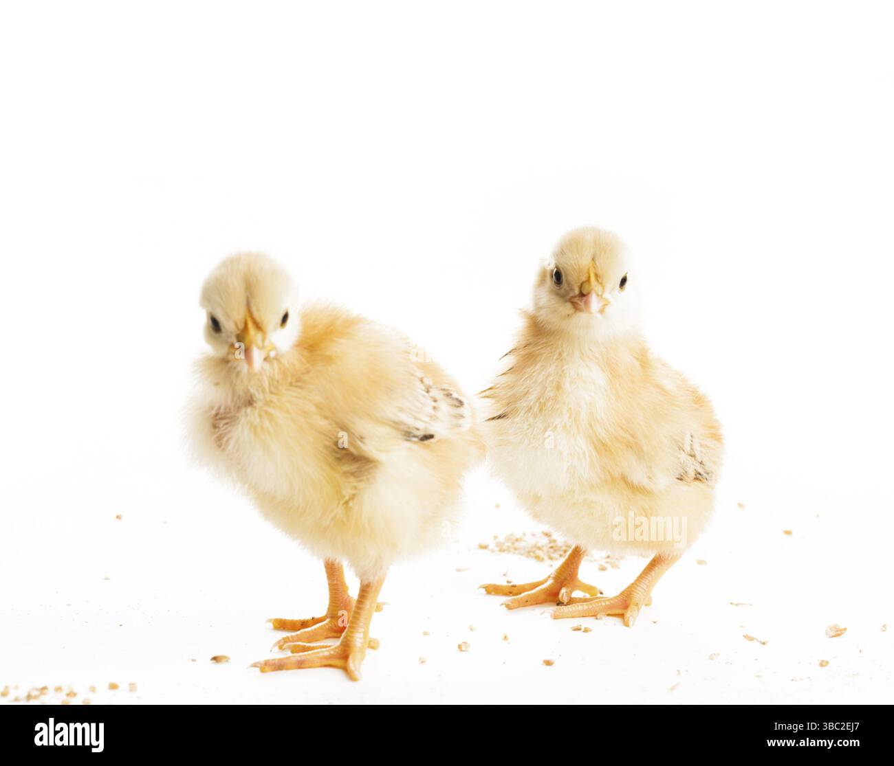 Deux poussins divers peck le millet, isolated on white Banque D'Images Deux poussins divers peck le millet, isolated on white Banque D'Images