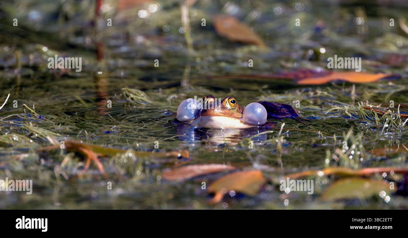 Rana lessonae grenouille de bassin appelant activement pendant la saison d'accouplement à partir d'une petite étendue d'eau à Thompson Common, Norfolk, Royaume-Uni Banque D'Images
