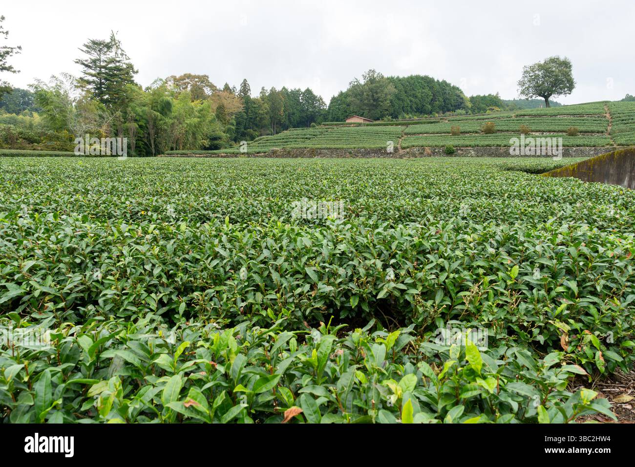 Les plantations de thé ferment à Shizuoka au Japon dans une journée nuageuse Banque D'Images