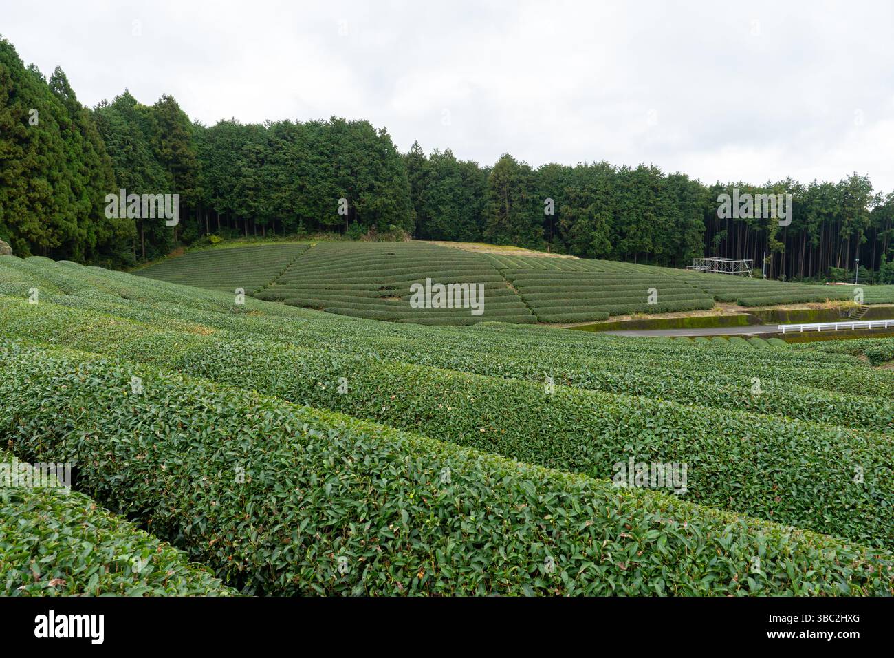 Les plantations de thé ferment à Shizuoka au Japon dans une journée nuageuse Banque D'Images