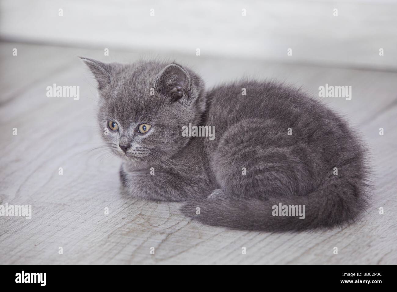Le magnifique chat écossais gris se trouve sur le sol de la chambre Banque D'Images