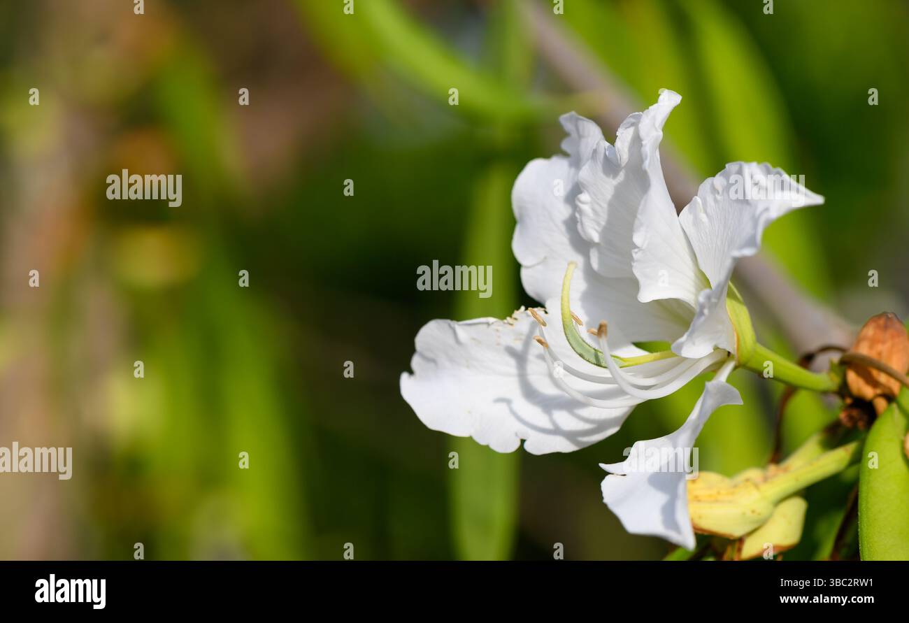 Délicates fleurs blanches de Bauhinia en pleine floraison sous le soleil méditerranéen à Chypre. Arbres tropicaux ornementaux en fleurs dans un cadre paisible de jardin. Banque D'Images