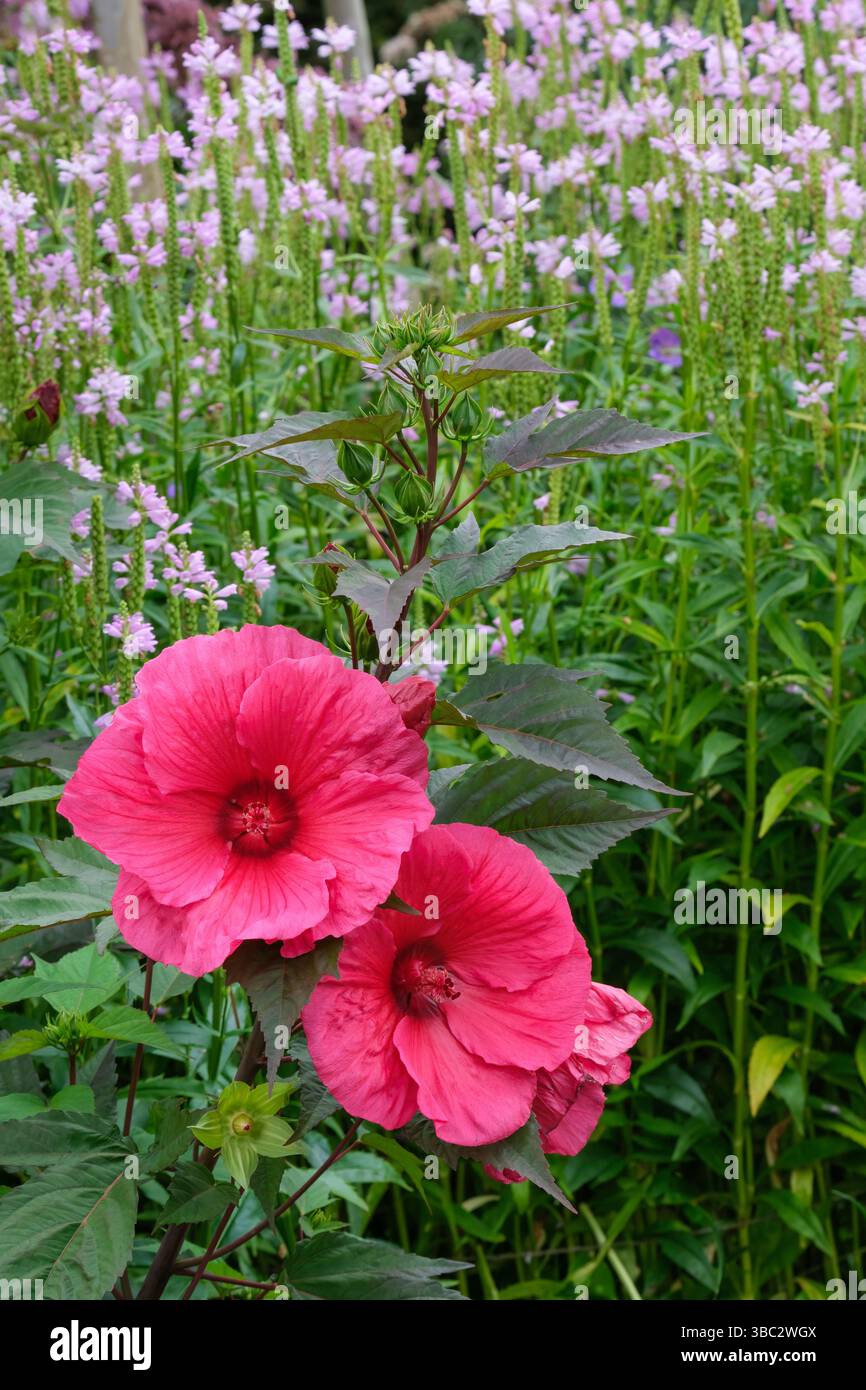 Hibiscus moscheutos planète Griotte, Hibiscus moscheutos Tangri, mauve rose planète Griotte, grandes fleurs rouge cerise au milieu de l'été Banque D'Images
