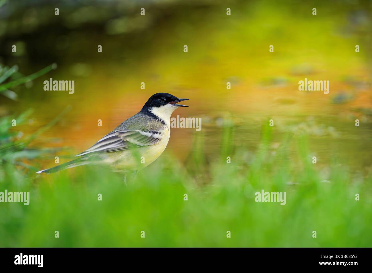 Chariot à tête noire, Motacilla flava feldegg Banque D'Images