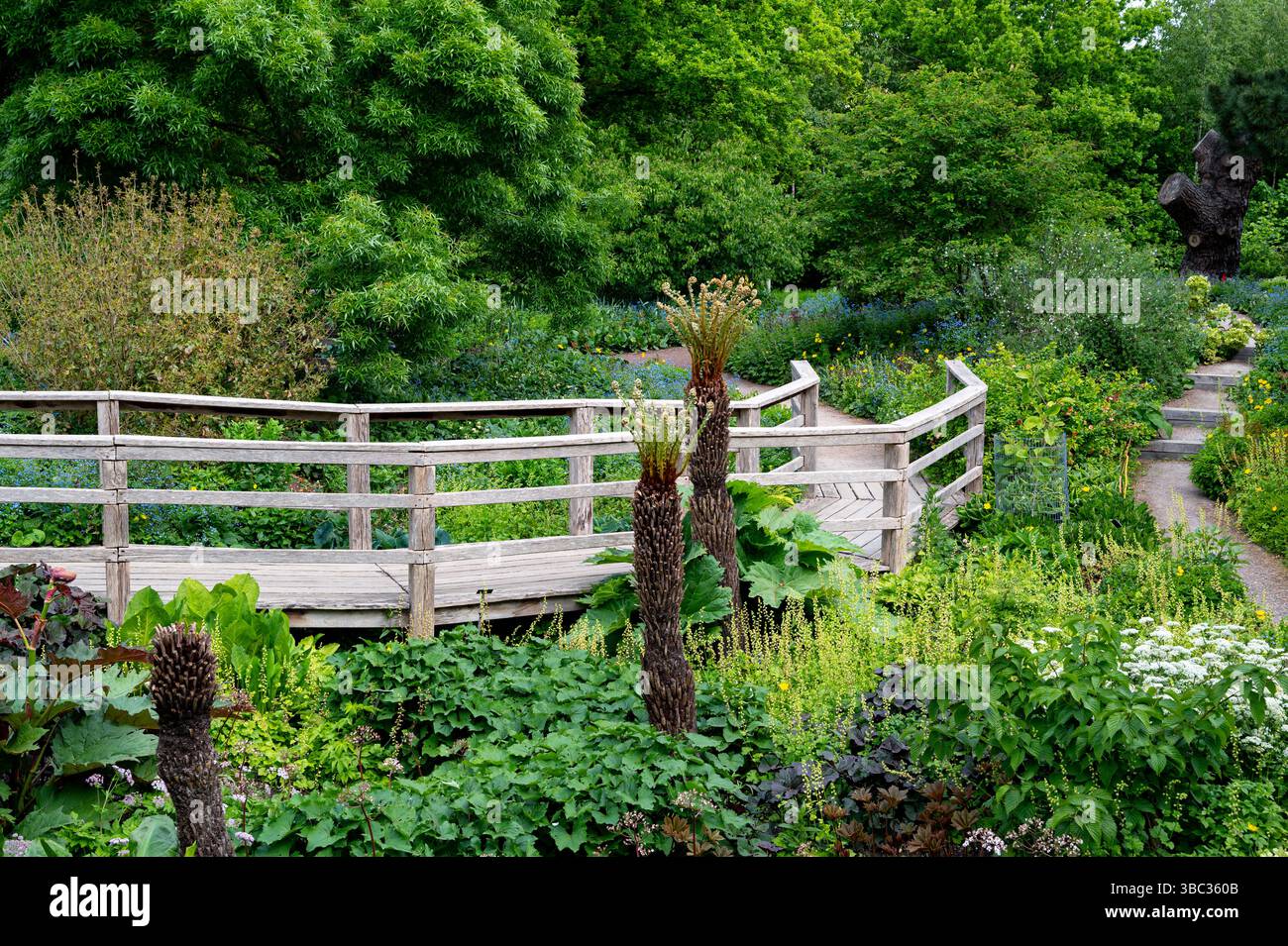 Robinson Garden, Royal Horticultural Society, Hyde Hall. Passerelle de pont de chêne à travers le jardin des tourbières. Banque D'Images