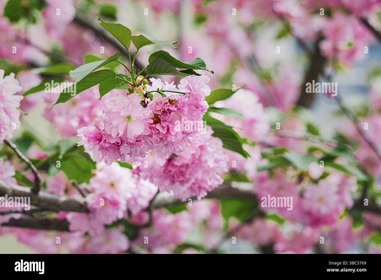 Les fleurs de cerisier rose luxuriantes fleurissant parmi les feuilles vertes éclatantes créent une exposition étonnante de beauté printanière et de renouveau dans la nature Banque D'Images