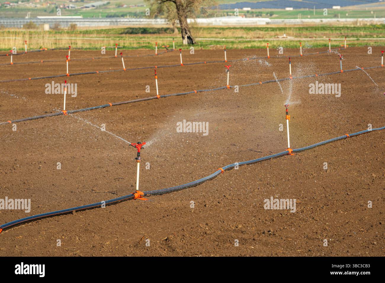 Arrosage automatique du système d'arrosage dans la ferme végétale. Mise au point sélective et flou de mouvement Banque D'Images