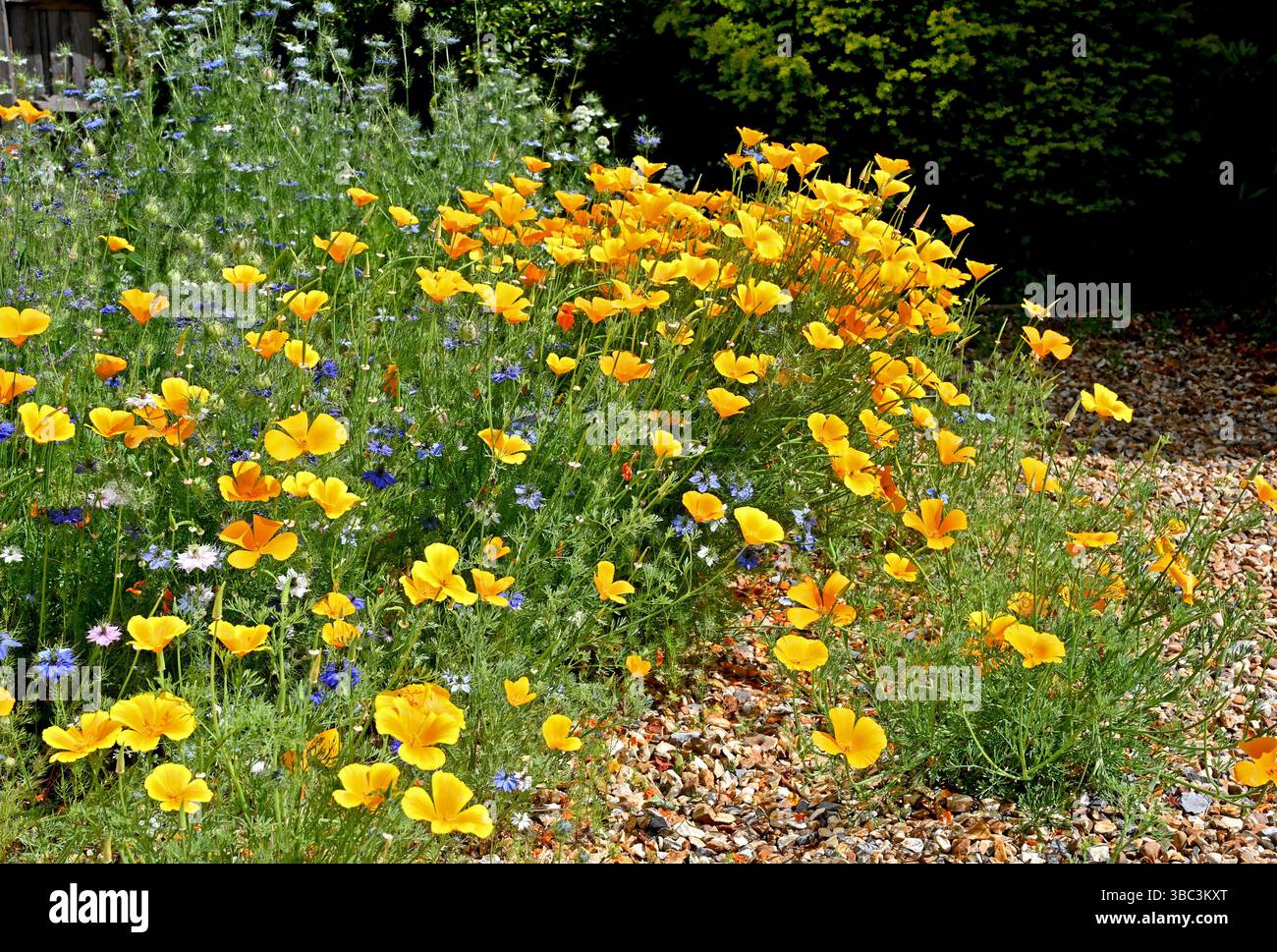 Eschscholzia californica, le pavot de Californie, le pavot doré, le pavot mexicain, la lumière du soleil de Californie ou la tasse d'or, est une espèce de plante à fleurs Banque D'Images