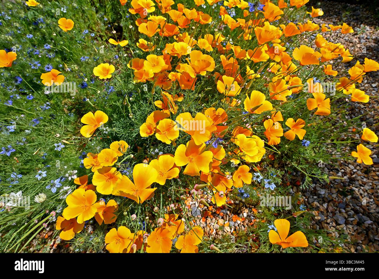 Eschscholzia californica, le pavot de Californie, le pavot doré, le pavot mexicain, la lumière du soleil de Californie ou la tasse d'or, est une espèce de plante à fleurs Banque D'Images