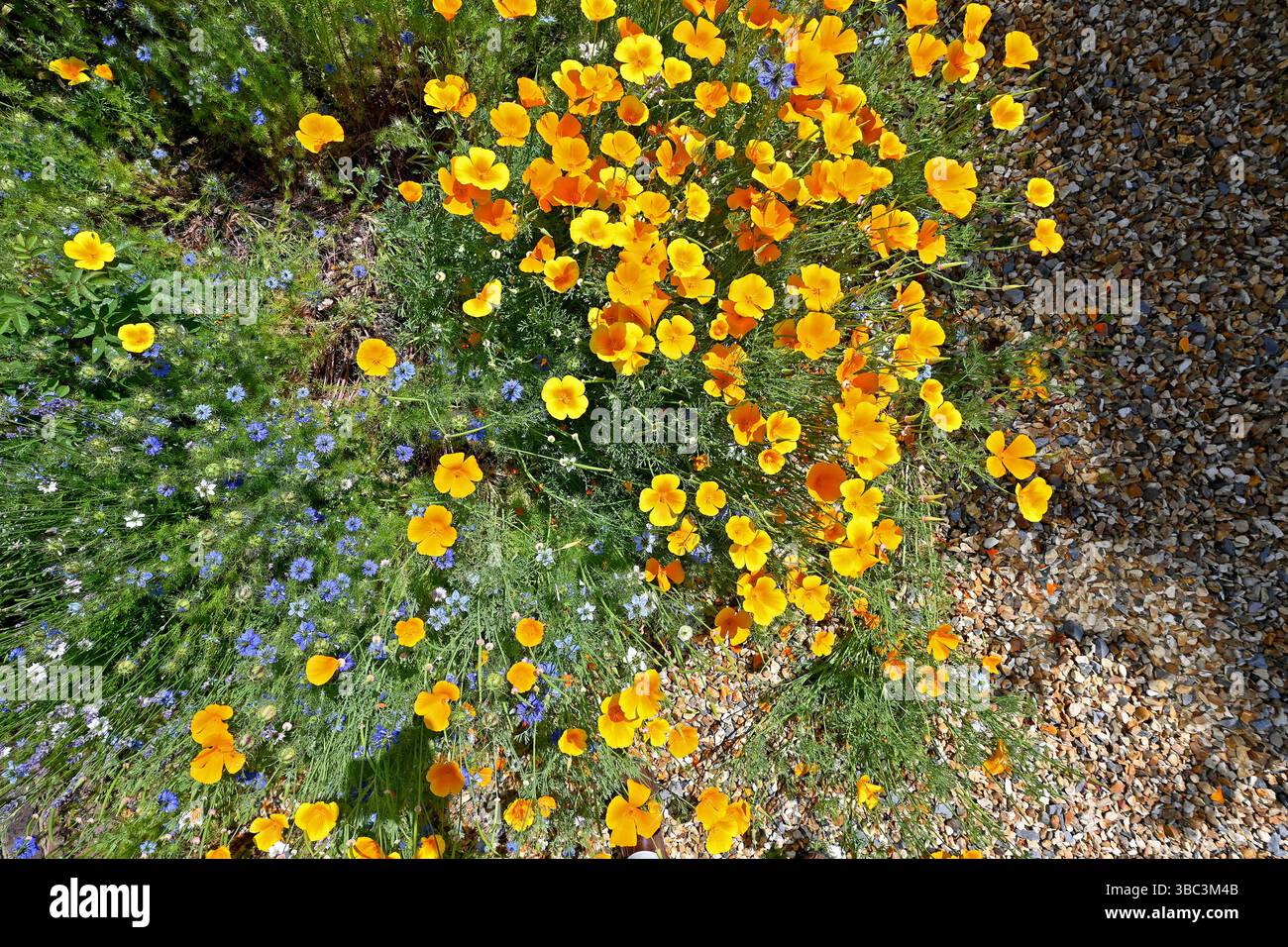 Eschscholzia californica, le pavot de Californie, le pavot doré, le pavot mexicain, la lumière du soleil de Californie ou la tasse d'or, est une espèce de plante à fleurs Banque D'Images