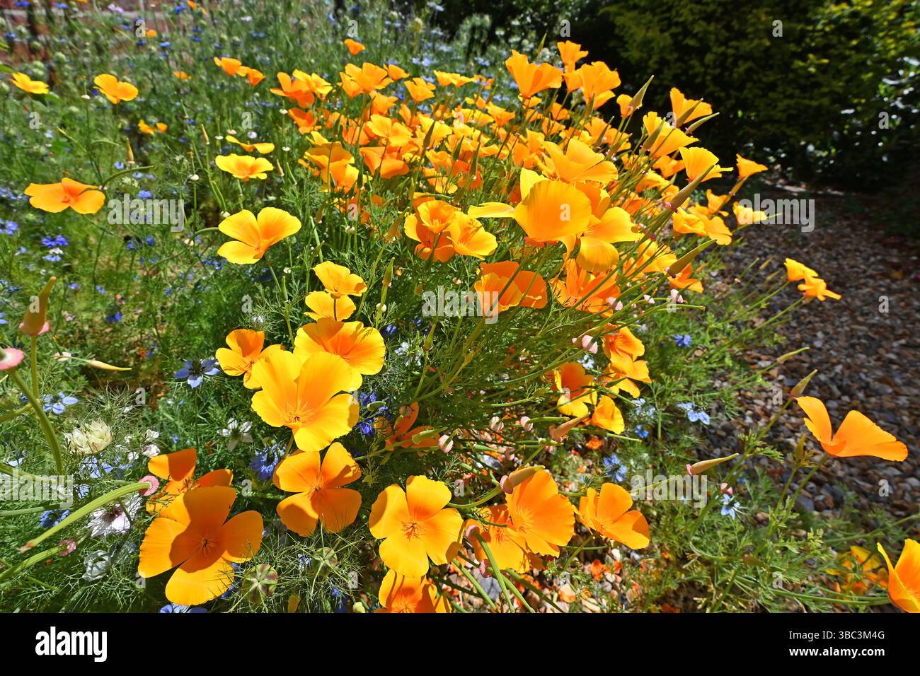 Eschscholzia californica, le pavot de Californie, le pavot doré, le pavot mexicain, la lumière du soleil de Californie ou la tasse d'or, est une espèce de plante à fleurs Banque D'Images