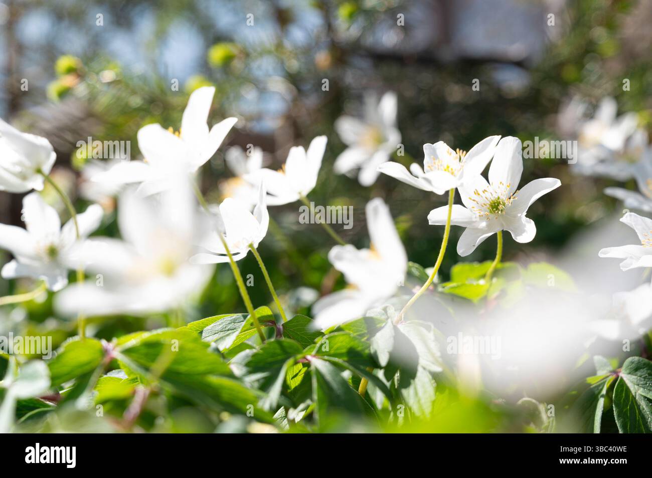 Anémone de bois Anemone nemorosa, dans la forêt de feuillus, fleurs blanches dans le couvert de sol de printemps. Banque D'Images