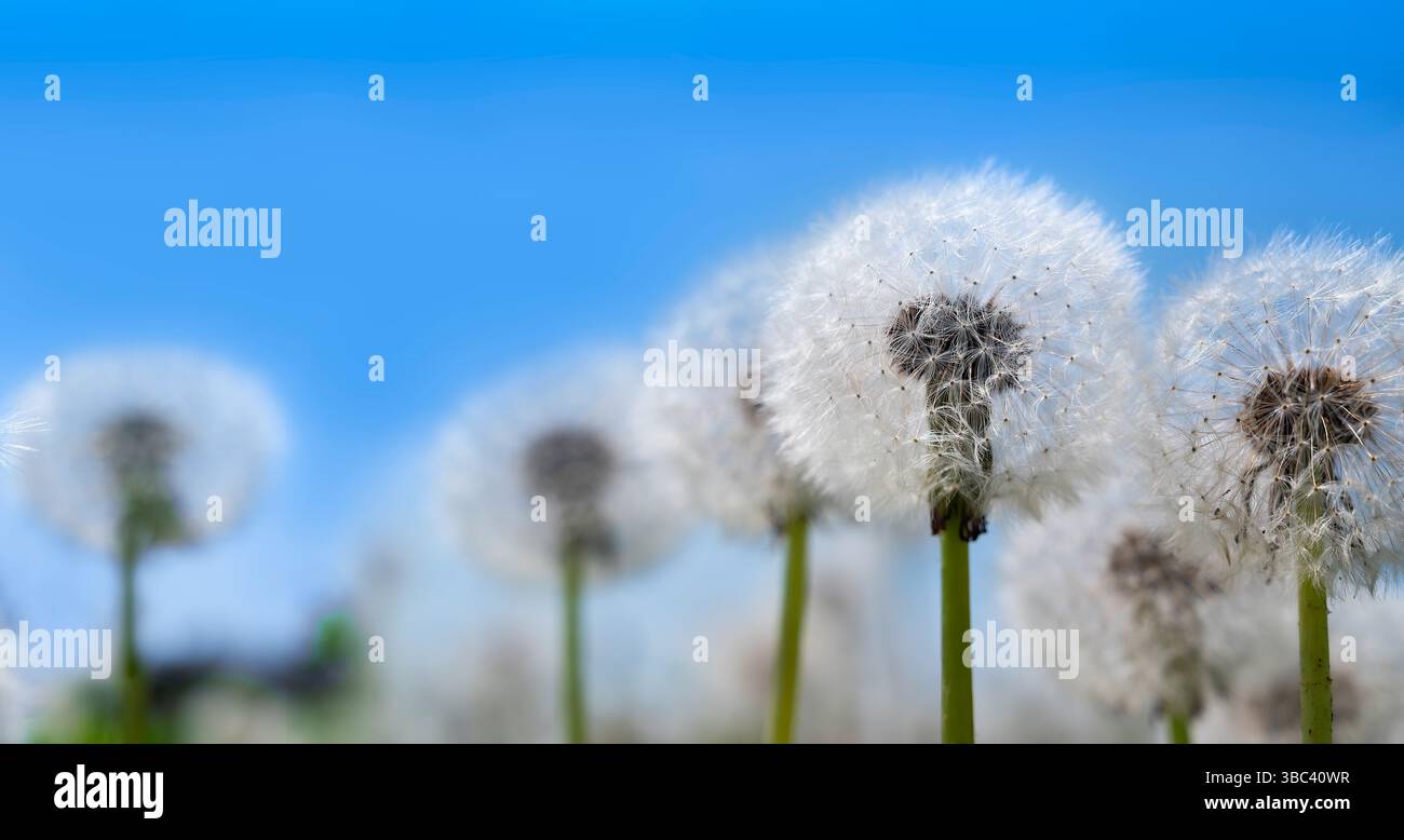 Les graines d'un pissenlit volent dans l'air dans un ciel venteux et germent. Banque D'Images