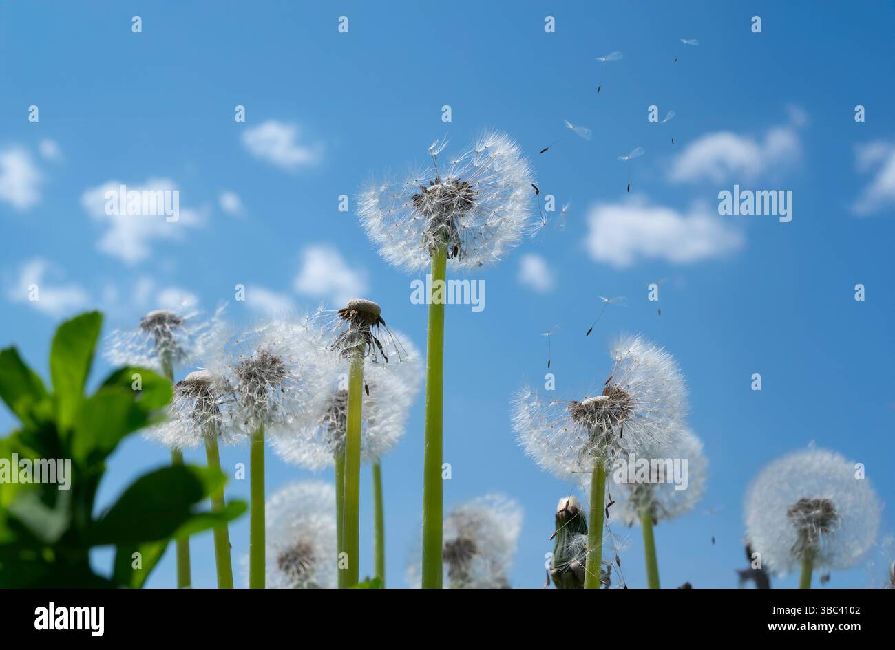 Les graines d'un pissenlit volent dans l'air dans un ciel venteux et germent. Banque D'Images