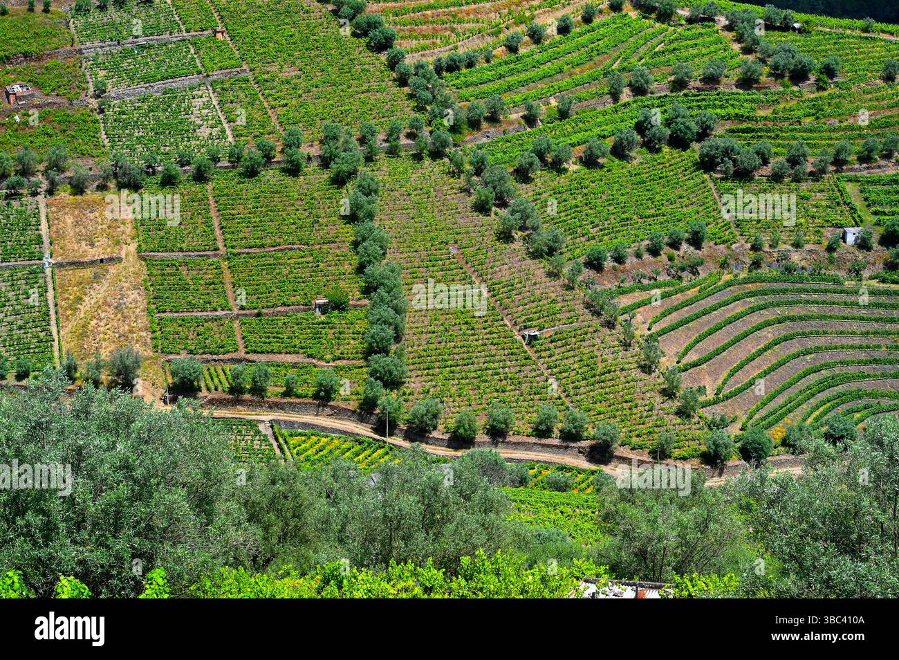 Région viticole. Rangées de vignes dans le vignoble et les collines de montagne dans la vallée du Douro avec la rivière Duero au Portugal, Europe. Banque D'Images