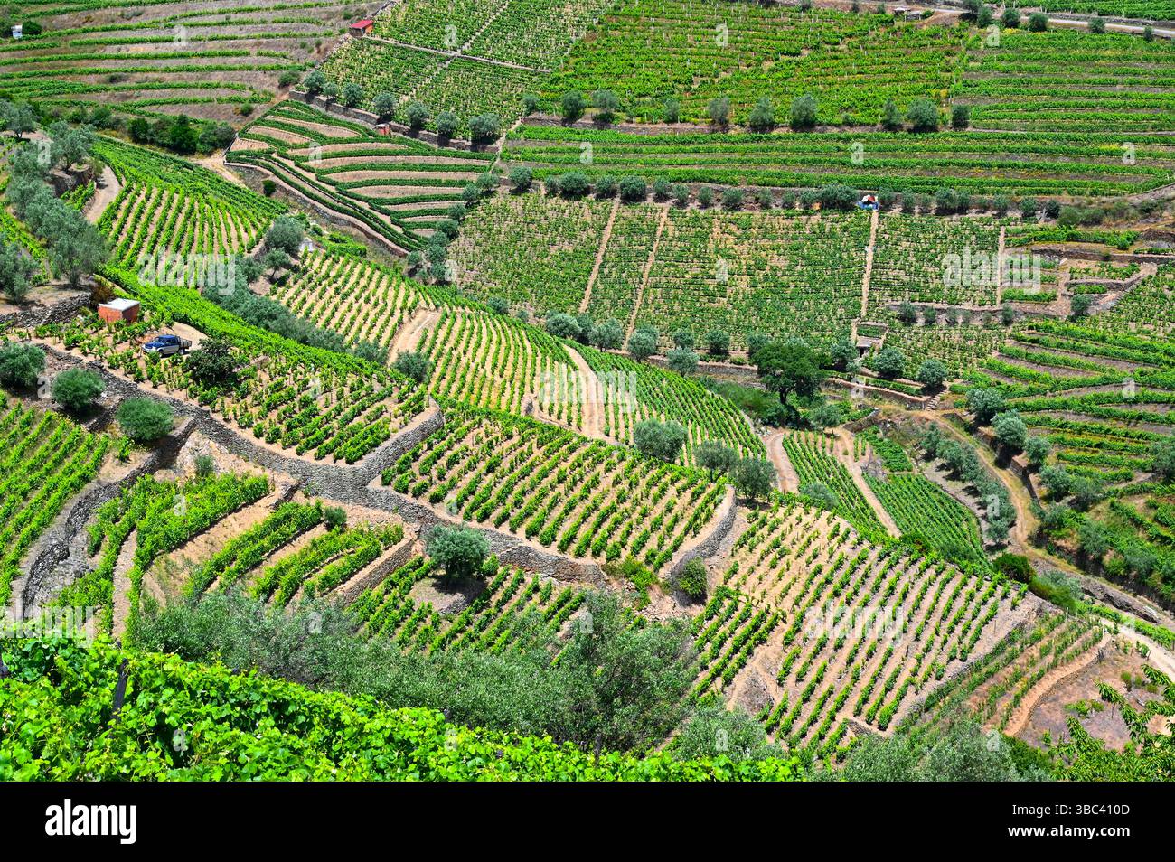 Région viticole. Rangées de vignes dans le vignoble et les collines de montagne dans la vallée du Douro avec la rivière Duero au Portugal, Europe. Banque D'Images