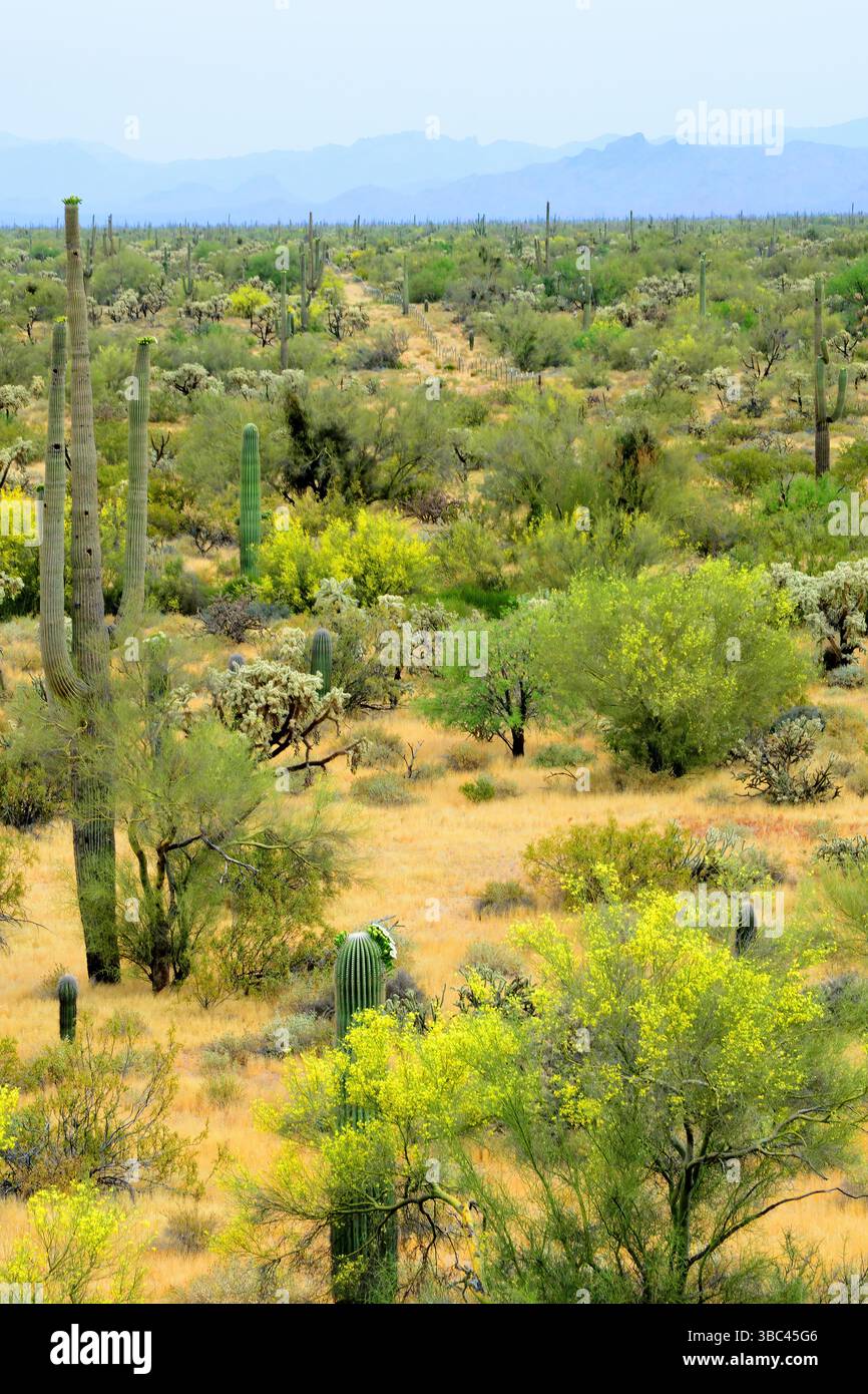 Vaste paysage désert de Sonoran après la pluie dans le centre de l'Arizona USA un matin de printemps Banque D'Images