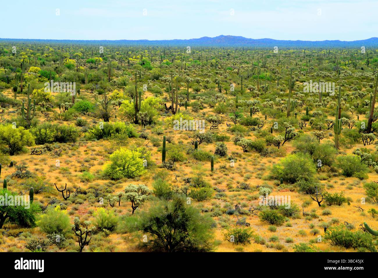 Vaste paysage désert de Sonoran après la pluie dans le centre de l'Arizona USA un matin de printemps Banque D'Images