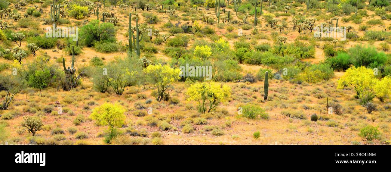 Vaste paysage désert de Sonoran après la pluie dans le centre de l'Arizona USA un matin de printemps Banque D'Images