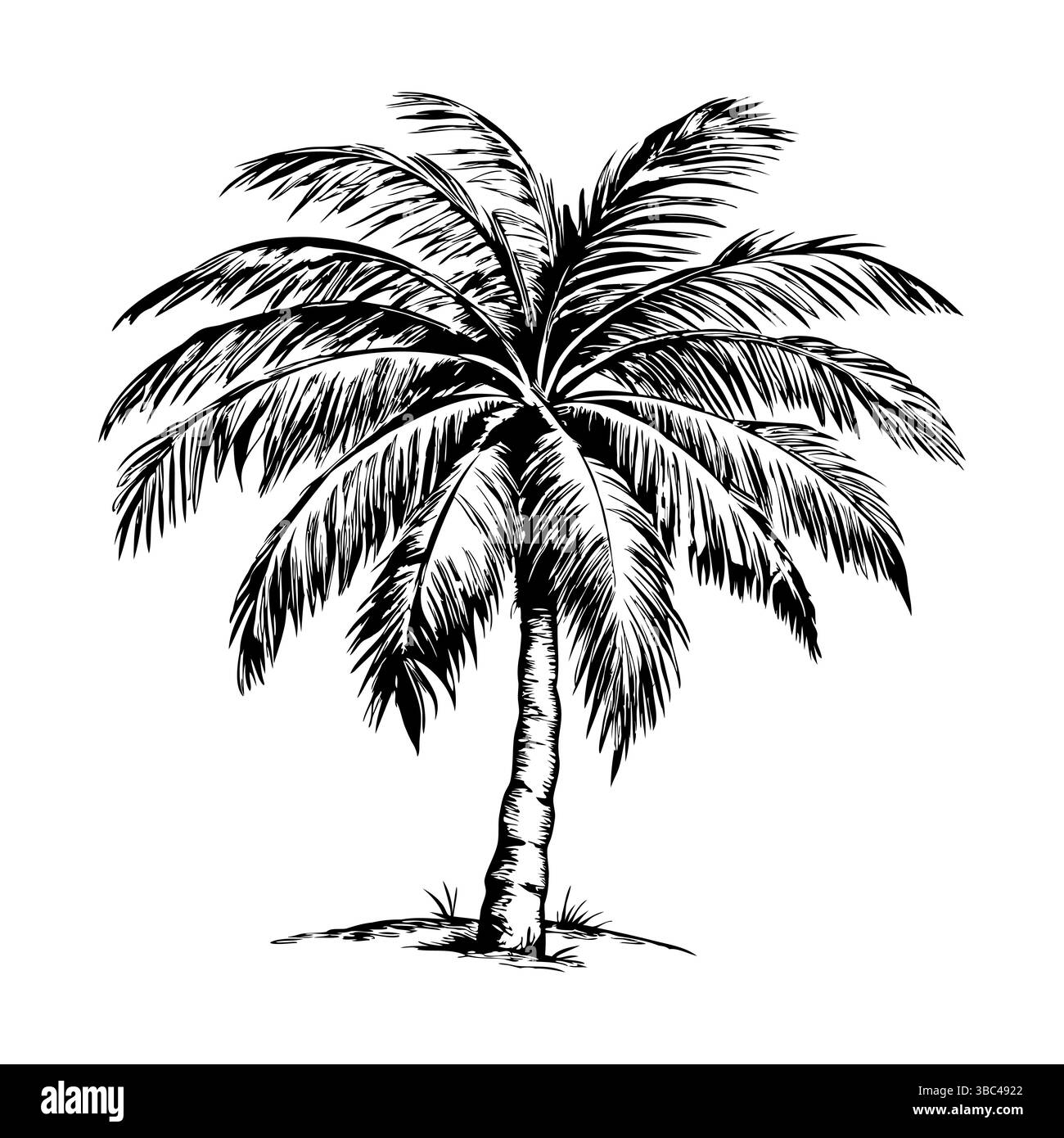 Illustration de palmier noir et blanc dessinée à la main avec des feuilles détaillées Illustration de Vecteur