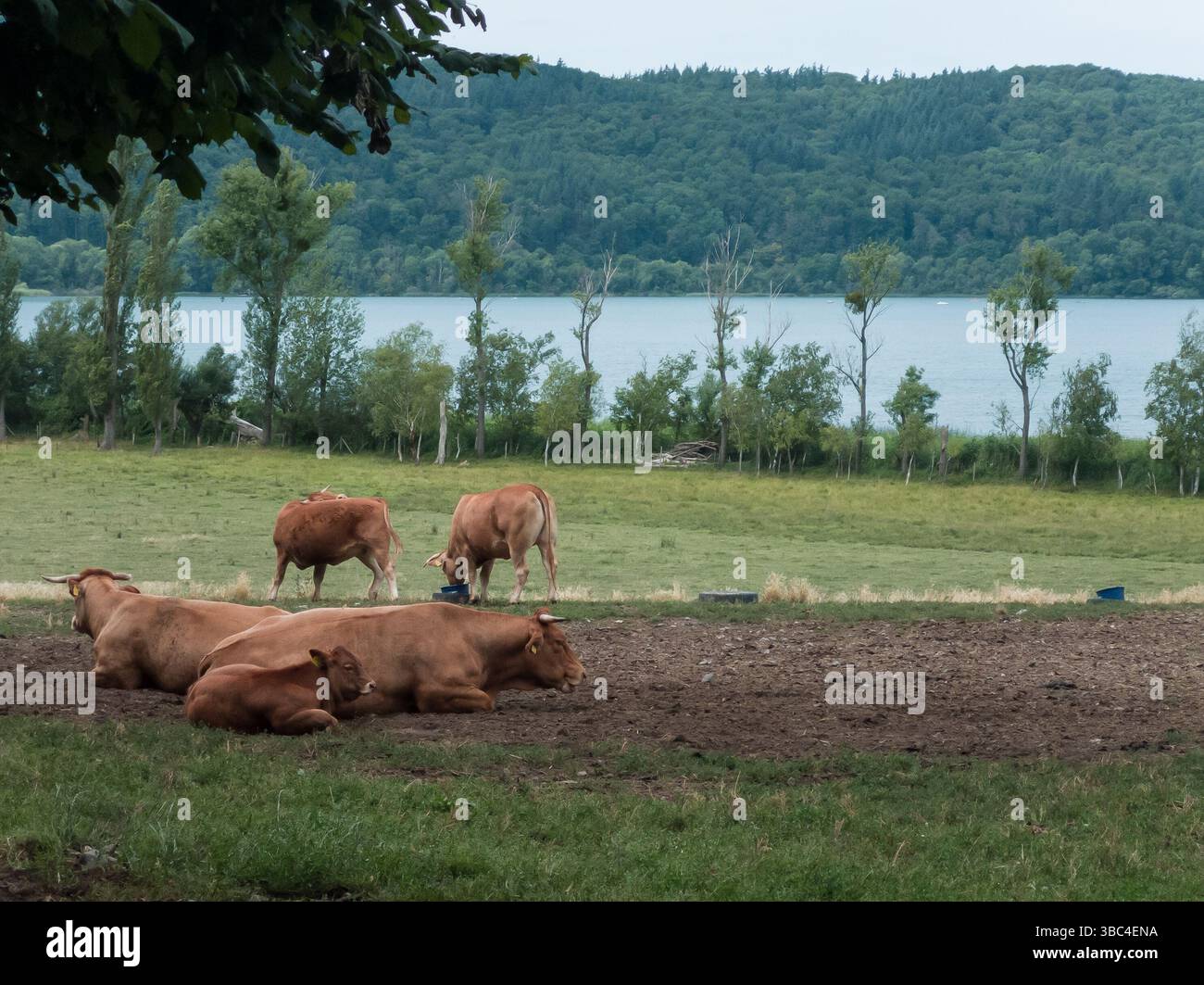 De nombreuses vaches brunes se rassemblent autour d'une mangeoire métallique dans un champ de terre et d'herbe, avec le lac Laach (en allemand : Laacher See) et les collines bordées d'arbres pro Banque D'Images