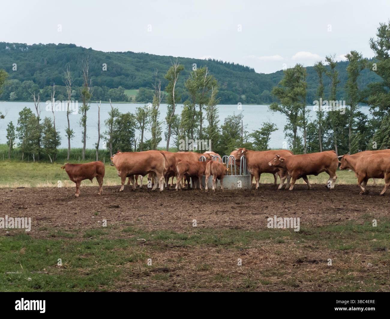 De nombreuses vaches brunes se rassemblent autour d'une mangeoire métallique dans un champ de terre et d'herbe, avec le lac Laach (en allemand : Laacher See) et les collines bordées d'arbres pro Banque D'Images