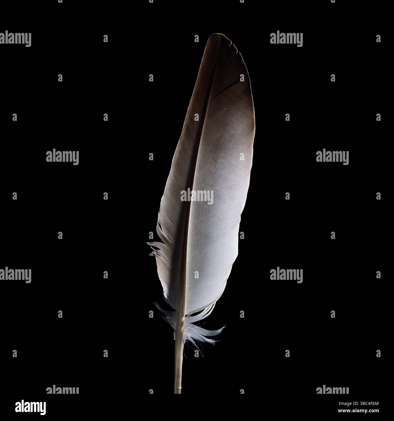 La grande plume se tient debout sur un fond noir, soulignant sa surface lisse et ses fines barbes. Banque D'Images