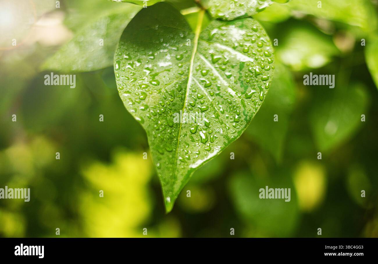 Beaux détails de la nature. La rosée du matin tombe sur la feuille verte fraîche. Motif macro nature d'été, gouttes de pluie fraîche sur feuille verte. Banque D'Images
