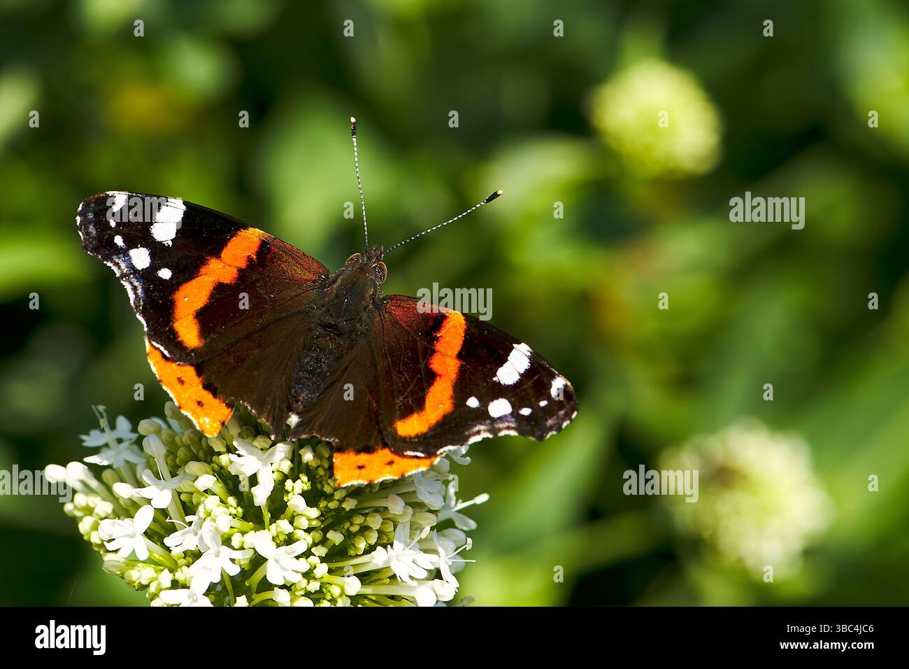 Amiral rouge (Vanessa atalanta) ailes de repos ouvertes sur le Valarien commun (Valriana officialis). Banque D'Images