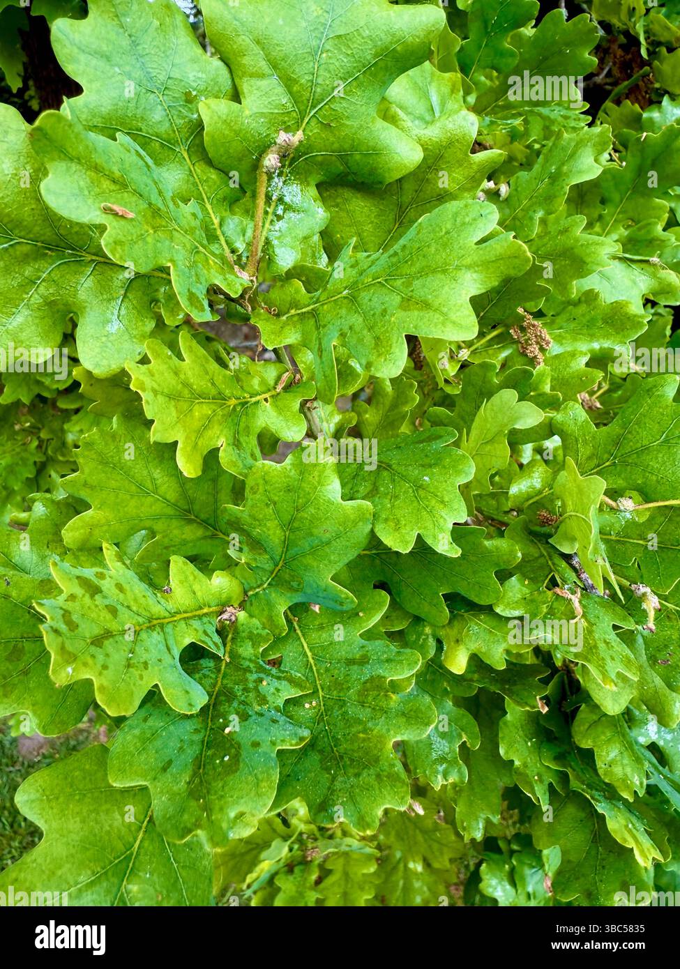 Feuilles de chêne, Angleterre, Royaume-Uni Banque D'Images