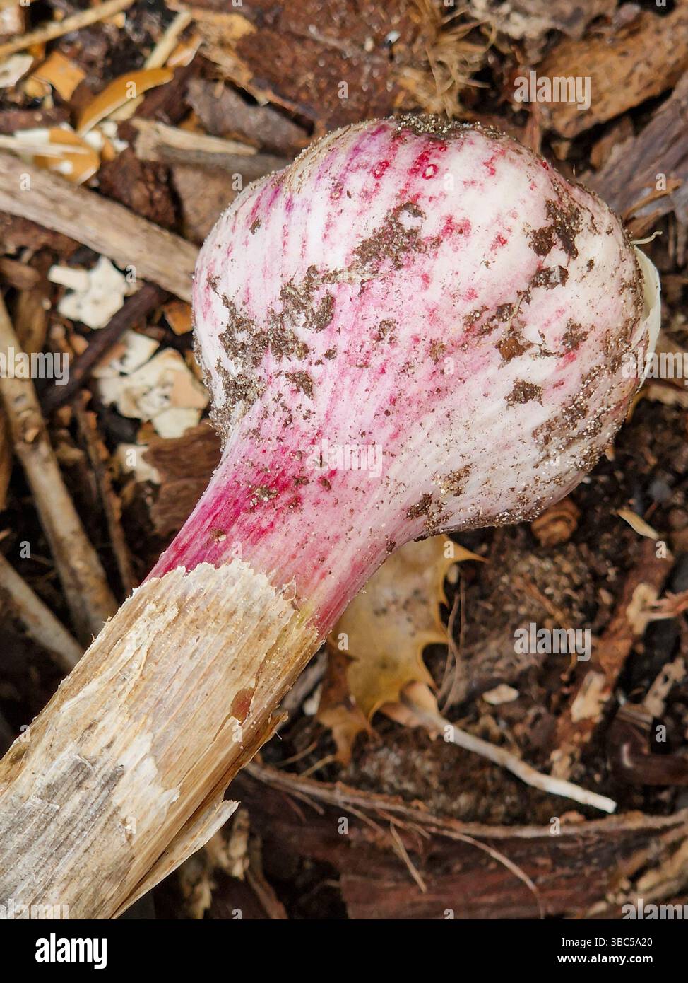 Gros plan d'un bulbe d'ail fraîchement récolté avec des rayures rose-violet vives et une texture terreuse, reposant sur du paillis naturel et du sol Banque D'Images