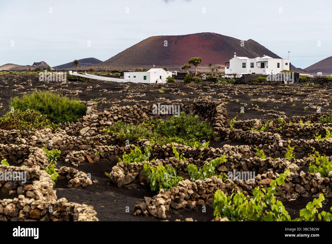 Vignobles sur Lanzarote avec une maison blanche en arrière-plan. Les vignes sont plantées entre des murs et bordées de pierres pour les protéger du vent. Camino El Mentidero, Las Palmas, Canaries, Espagne Banque D'Images