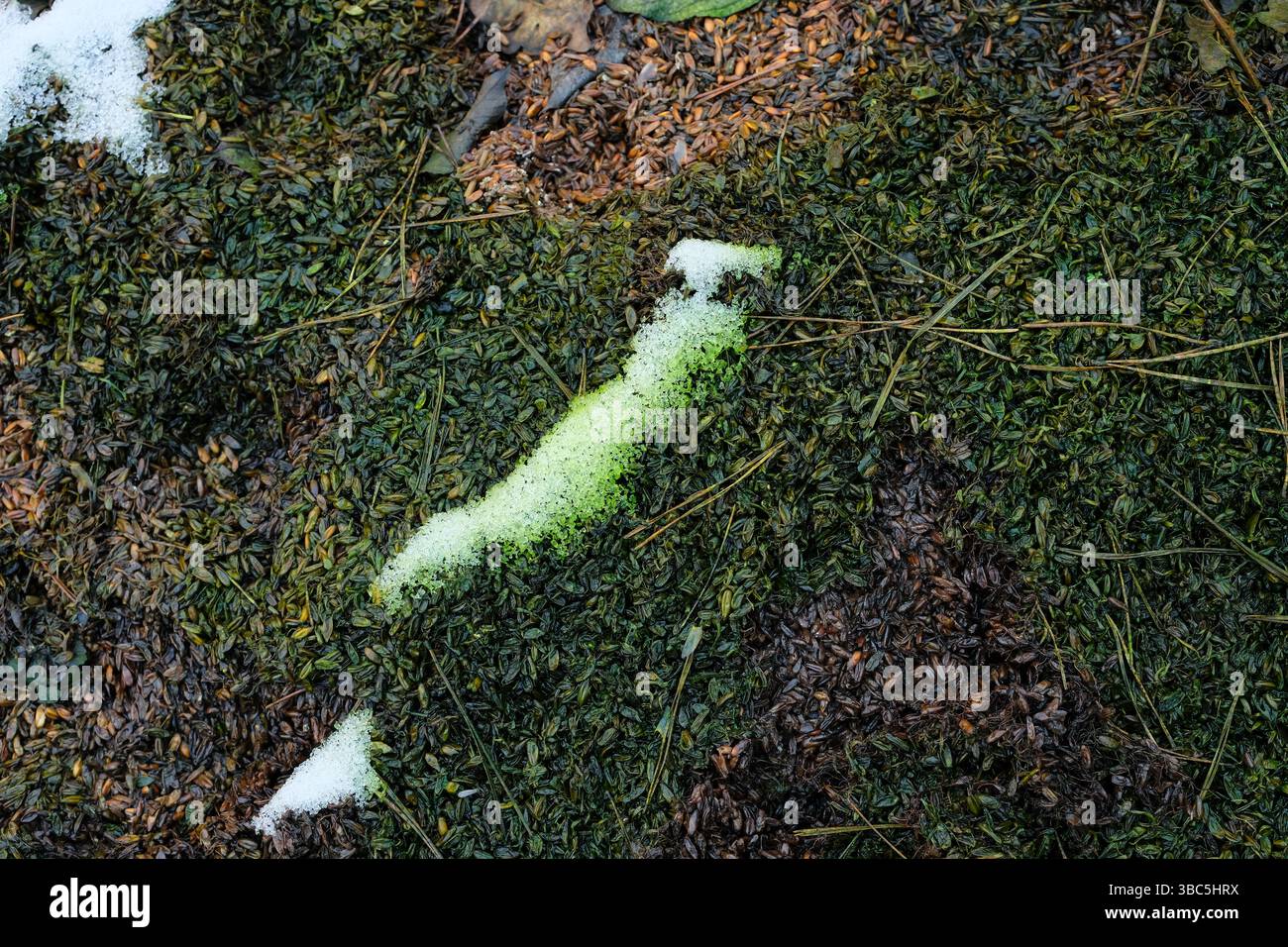 Grain en mauvais état à l'extérieur. Grains verts gâtés sous la couverture neigeuse. Banque D'Images
