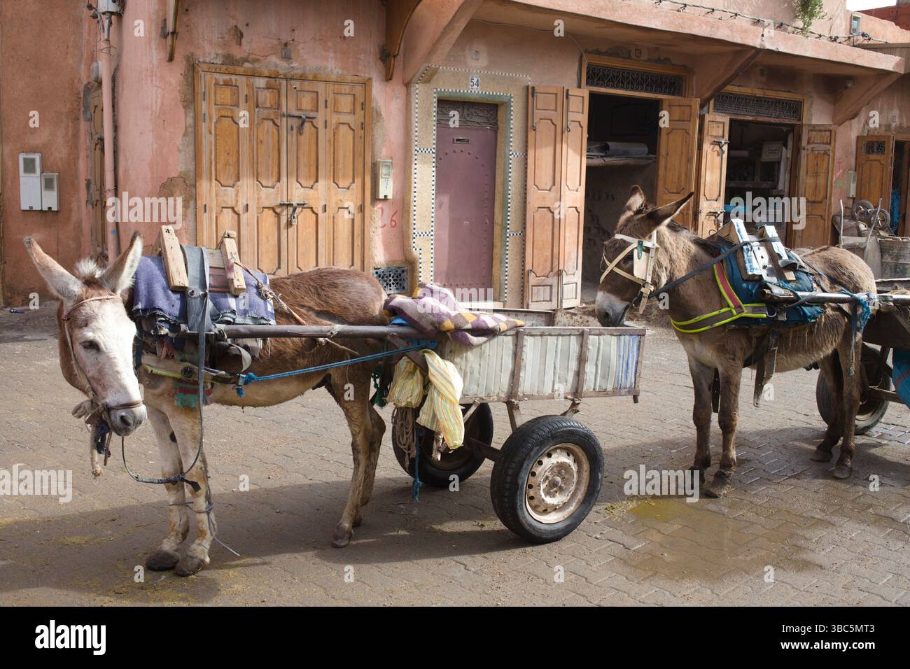 Maroc, Marrakech, charrette à âne, scène de rue, transport Banque D'Images