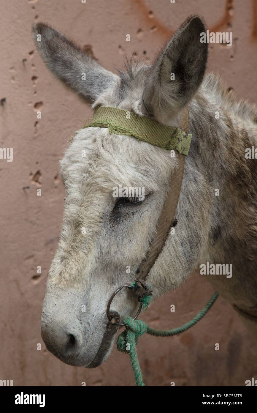 Maroc, Marrakech, âne, animaux domestiques, Banque D'Images