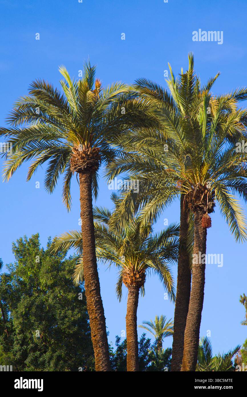 Maroc, Marrakech, Cyber Park, arbres, flore, paumes, Banque D'Images