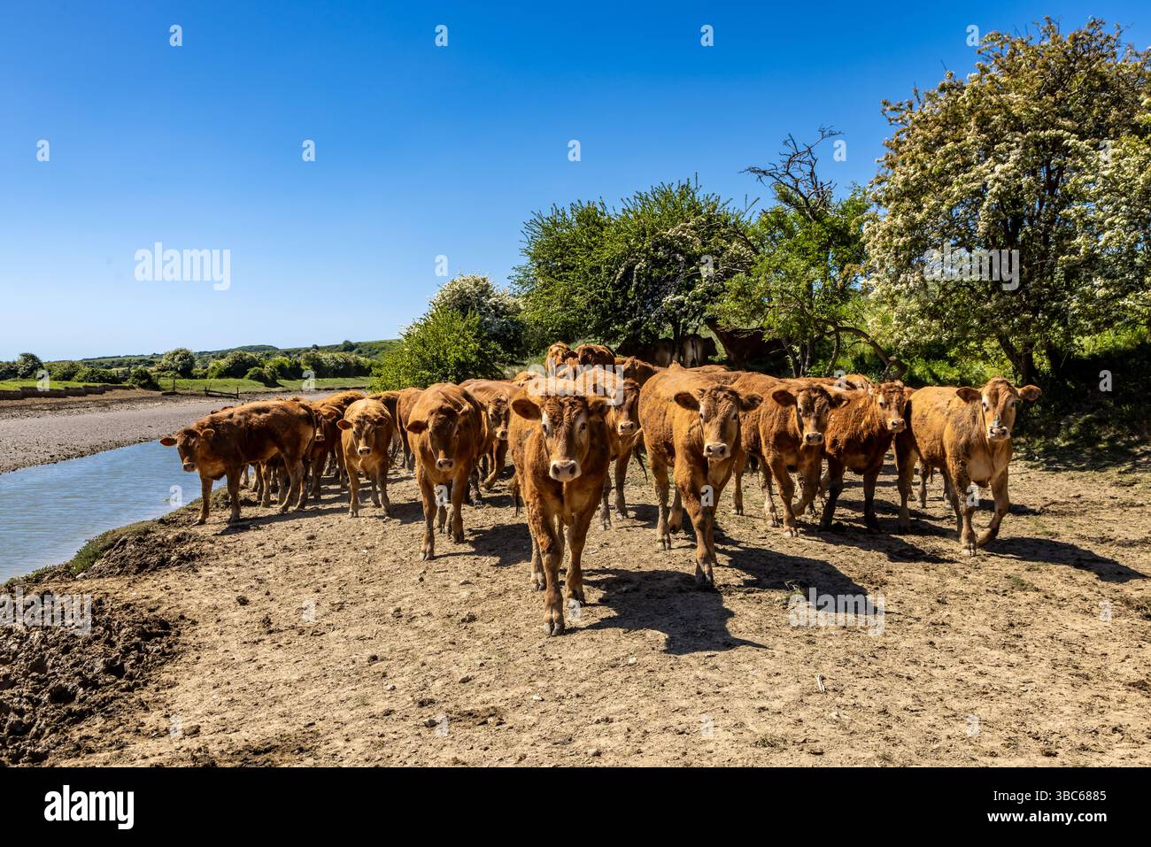 Vaches près de la rivière Cuckmere dans le Sussex, par un matin de printemps ensoleillé Banque D'Images