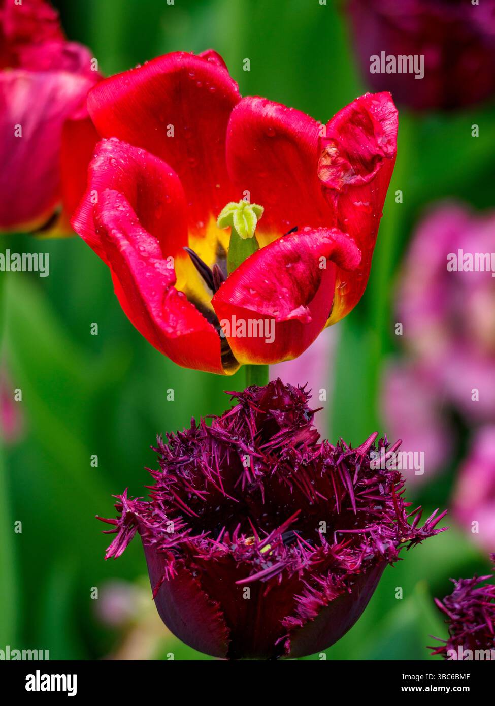 Tulipe au Festival des tulipes du Canada, Ottawa, Ontario, Canada Banque D'Images