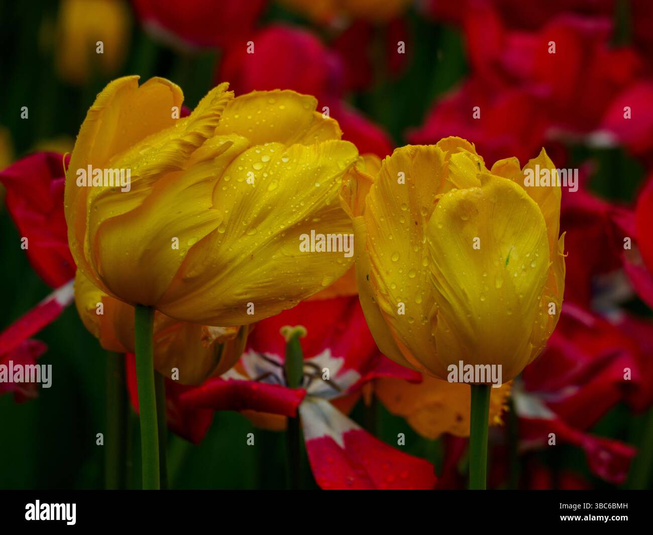 Tulipe au Festival des tulipes du Canada, Ottawa, Ontario, Canada Banque D'Images