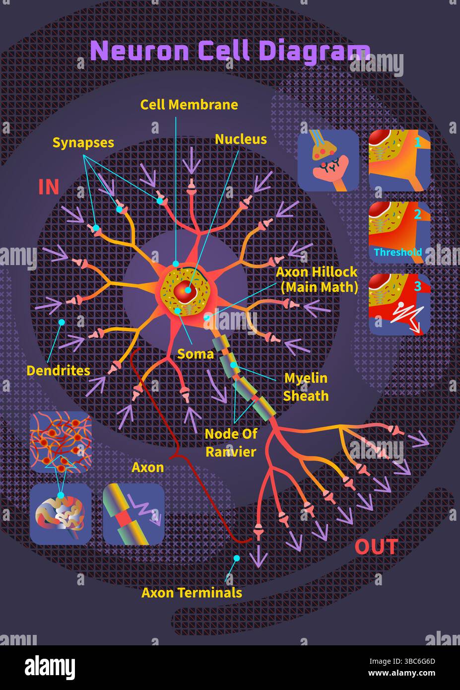 Diagramme détaillé des neurosciences éducatives de la cellule neuronale montrant la structure de la dendrite axonale et les concepts de la science biologique Illustration de Vecteur
