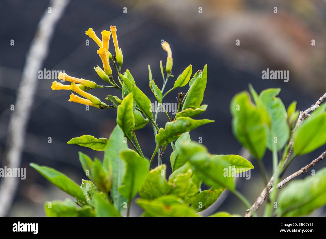 Fleurs jaunes et feuilles vertes de la plante de nuit Nicotiana glauca, tabac bleu-vert (tabac de brousse). En raison de sa forte consommation d’eau, ce néophyte est devenu un problème pour les plantes indigènes voisines de Lanzarote. Mancha Blanca, Îles Canaries, Espagne Banque D'Images