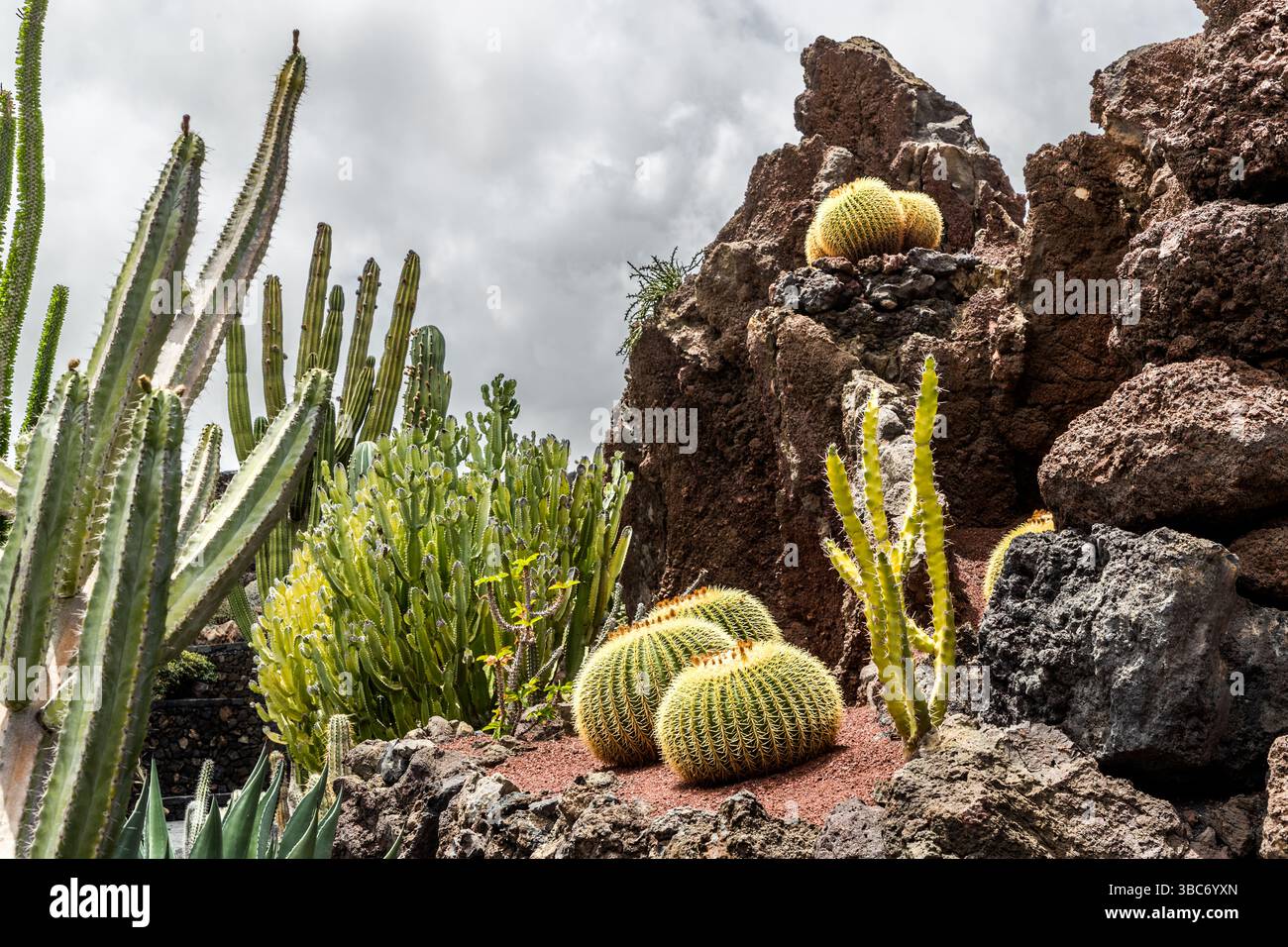 Plusieurs cactus barils à épines dorées poussent sur un affleurement de roches volcaniques surélevé dans le Jardín de Cactus près de Guatiza à Lanzarote, entourés de plantes columnaires élancées appartenant probablement à la famille des euphorbes. Îles Canaries, Espagne. Le jardin de cactus El Jardín de Cactus à Lanzarote abrite environ 4 500 espèces de cactus provenant de cinq continents. Il a été conçu par César Manrique et est aménagé sur un ancien site d’enfouissement en forme d’amphithéâtre terrassé avec des murs en pierre volcanique. Banque D'Images
