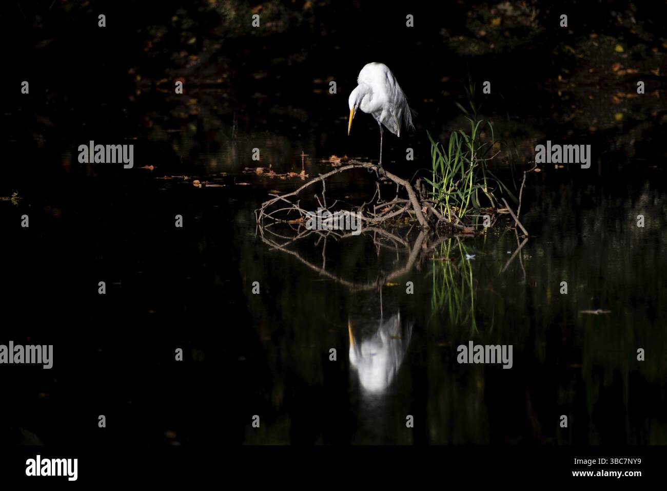 Grande aigrette (Ardea alba) avec réflexion dans un marais dans la réserve naturelle Reserva Ecologica Ciudad Universitaria Costanera Norte, Buenos Aires, argent Banque D'Images